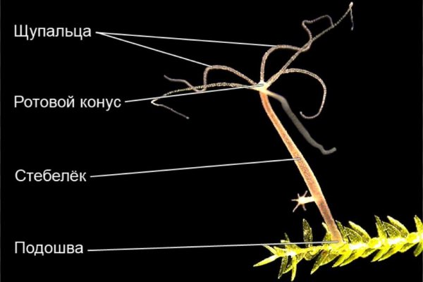 Кракен наркокортель